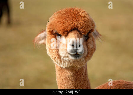 Giovani Suri alpaca frolic in un campo vicino a Bend, Oregon. Suri alpaca sono allevati per la loro setosa come lana, utilizzati per indumenti di kniting. Foto Stock