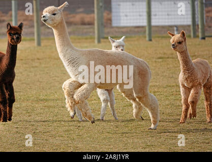 Giovani Suri alpaca frolic in un campo vicino a Bend, Oregon. Suri alpaca sono allevati per la loro setosa come lana, utilizzati per indumenti di kniting. Foto Stock