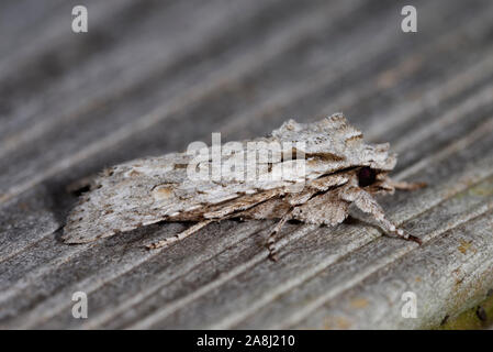 Spalla grigio-knot Moth - Lithophane ornitopus lactipennis a riposo sul recinto Foto Stock