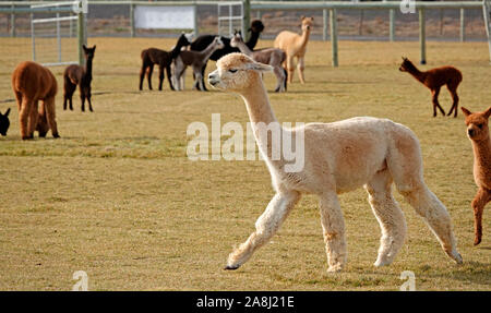 Giovani Suri alpaca frolic in un campo vicino a Bend, Oregon. Suri alpaca sono allevati per la loro setosa come lana, utilizzati per indumenti di kniting. Foto Stock