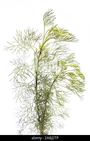 Pianta medicinale dal mio giardino: Artemisia abrotanum (southernwood ) vista laterale isolata su sfondo bianco Foto Stock