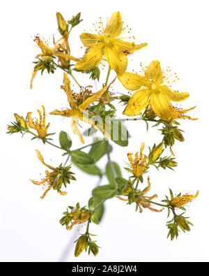 Pianta medicinale dal mio giardino: Hypericum perforatum ( perforare il St John's-wort ) fiori di colore giallo e verde foglie isolati su sfondo bianco vista superiore Foto Stock