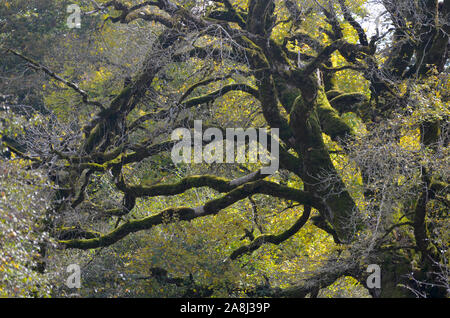 Europea di faggio (Fagus sylvatica) alberi in Sierra de Urbasa-Andia parco naturale, Navarra, nel nord della penisola Iberica Foto Stock