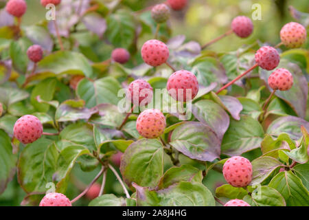 Chinesischer Blumenhartriegel (Cornus kousa 'Satomi') Foto Stock