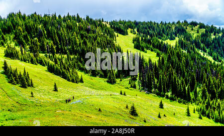 Campo alpino e prati riempiti con molte varietà di alpine fiori selvatici che circonda Tod montagna a Sun di picchi in British Columbia, Canada Foto Stock