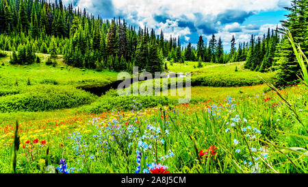 Campo alpino e prati riempiti con molte varietà di alpine fiori selvatici che circonda Tod montagna a Sun di picchi in British Columbia, Canada Foto Stock