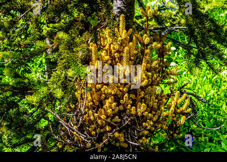 Witches broom cresce su alcuni degli alberi nei boschi e prati alpine nella regione di Tod Montagna in Sun picchi in British Columbia, Canada Foto Stock