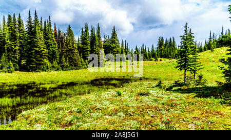 Campo alpino e prati riempiti con molte varietà di alpine fiori selvatici che circonda Tod montagna a Sun di picchi in British Columbia, Canada Foto Stock