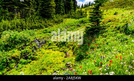 Campo alpino e prati riempiti con molte varietà di alpine fiori selvatici che circonda Tod montagna a Sun di picchi in British Columbia, Canada Foto Stock