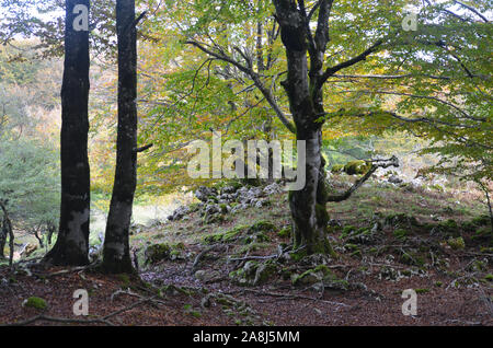 Europea di faggio (Fagus sylvatica) alberi in Sierra de Urbasa-Andia parco naturale, Navarra, nel nord della penisola Iberica Foto Stock