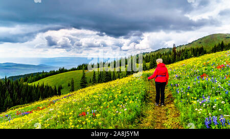 Escursioni attraverso i prati alpini piene di fiori selvatici. Sulla montagna di Tod presso il villaggio alpino di Sun picchi nelle Highlands Shuswap di BC Foto Stock