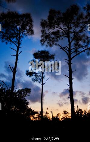 Slash pine tree foreste e palmetto scrub al tramonto in chiave nazionale Deer rifugio sul Big Pine Key, Florida Keys, Florida, Stati Uniti d'America Foto Stock
