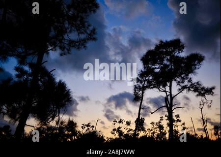 Slash pine tree foreste e palmetto scrub al tramonto in chiave nazionale Deer rifugio sul Big Pine Key, Florida Keys, Florida, Stati Uniti d'America Foto Stock