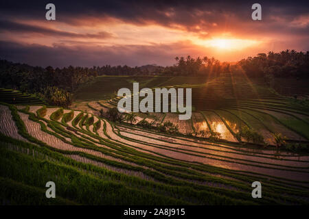 Belimbing terrazze di riso al tramonto. Inondati riso crescente. La mietitura. Paesaggio di Bali. Foto Stock