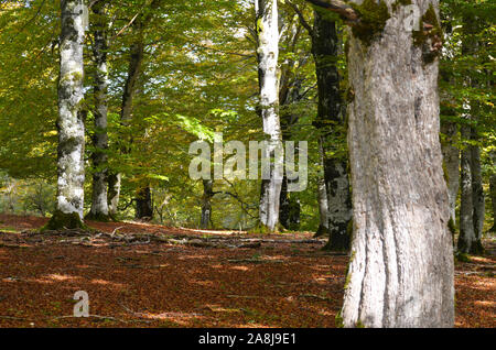 Europea di faggio (Fagus sylvatica) alberi in Sierra de Urbasa-Andia parco naturale, Navarra, nel nord della penisola Iberica Foto Stock