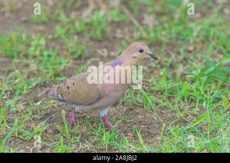 Eurasian Collarred dove, uccello che cammina sulla sabbia Foto Stock