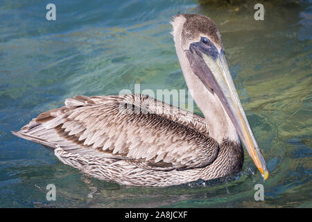Un wild brown pelican nel Parco Nazionale di Dry Tortugas vicino a Fort Jefferson (Florida). Foto Stock