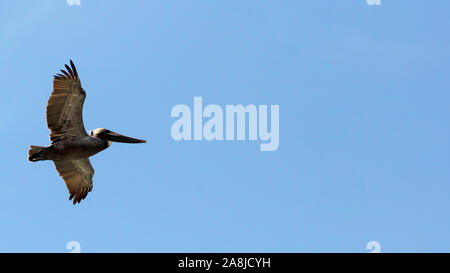 Pellicano volatore contro il cielo blu, Sanibel Island, Florida, Stati Uniti d'America Foto Stock