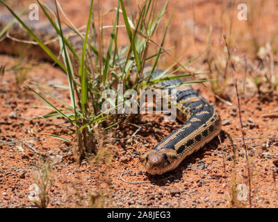 Grande Bacino Gopher Snake, Snow Canyon State Park, Saint George, Utah. Foto Stock