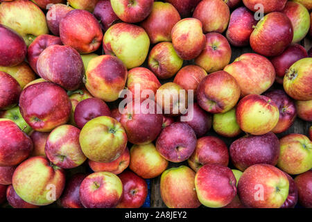 Scatola di Spartan mangiare le mele per vendita a Norfolk farm shop. Foto Stock