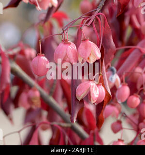 Spindelstrauch (Euonymus grandiflorus 'vino rosso") Foto Stock