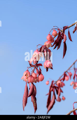 Spindelstrauch (Euonymus grandiflorus 'vino rosso") Foto Stock