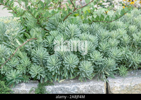 Mittelmeer-Wolfsmilch (Euphorbia characias SILVER SWAN) Foto Stock