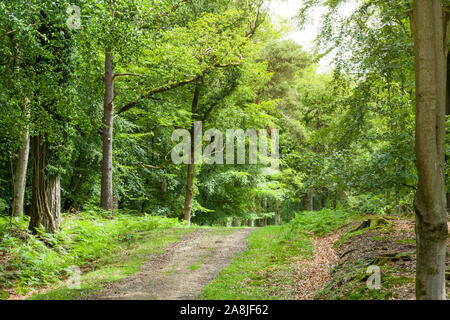 Percorso del bosco attraverso gli alberi nella nuova foresta, Hampshire, Regno Unito Foto Stock