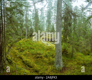Ycke riserva naturale è una vecchia foresta di conifere in Svezia Foto Stock