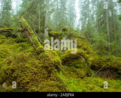 Ycke riserva naturale è una vecchia foresta di conifere in Svezia Foto Stock