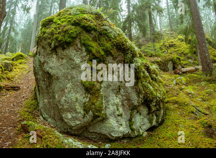 Ycke riserva naturale è una vecchia foresta di conifere in Svezia Foto Stock