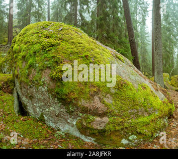 Ycke riserva naturale è una vecchia foresta di conifere in Svezia Foto Stock