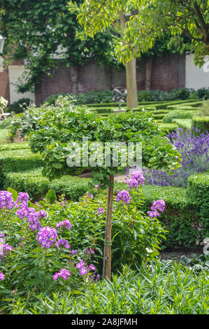 Zwerg-Mädchenhaarbaum (Ginkgo biloba 'Mariken') Foto Stock