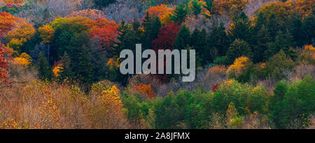 Madre Natura sul display completo come alberi in a sudovest Ontario, Canada segnale il cambiamento delle stagioni a partire dall'estate all'autunno. Foto Stock