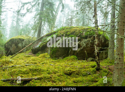 Ycke riserva naturale è una vecchia foresta di conifere in Svezia Foto Stock