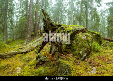 Ycke riserva naturale è una vecchia foresta di conifere in Svezia Foto Stock