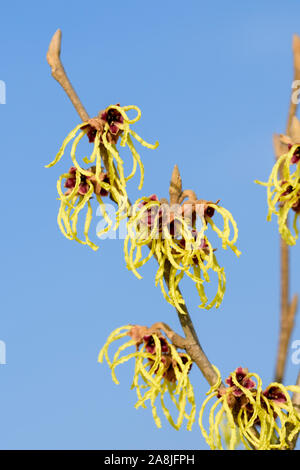 Hybrid-Zaubernuss (Hamamelis × intermedia 'avvento') Foto Stock