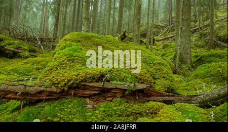 Ycke riserva naturale è una vecchia foresta di conifere in Svezia Foto Stock