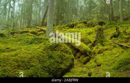 Ycke riserva naturale è una vecchia foresta di conifere in Svezia Foto Stock