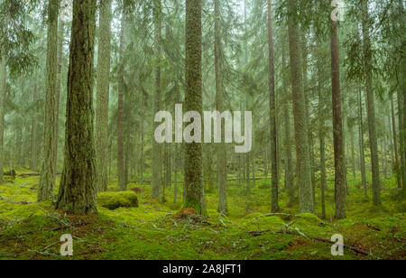 Ycke riserva naturale è una vecchia foresta di conifere in Svezia Foto Stock