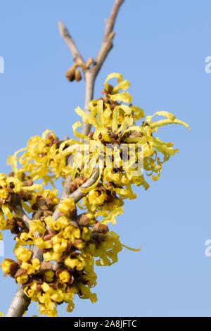Hybrid-Zaubernuss (Hamamelis × intermedia 'Angelly') Foto Stock