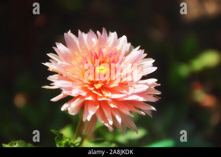 Una bella rosa dalia, dalia, dahlia pinnata fiore Foto Stock