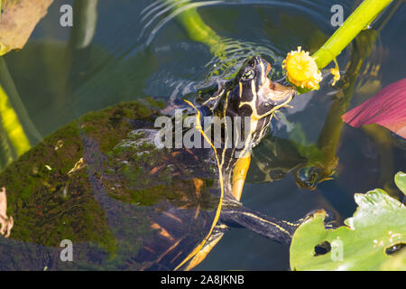 Un selvaggio redbellied cooter turtle mangiare una pianta in Everglades National Park (Florida). Foto Stock