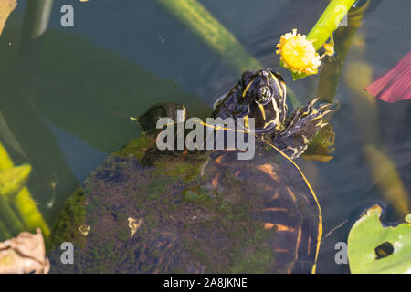 Un selvaggio redbellied cooter turtle mangiare una pianta in Everglades National Park (Florida). Foto Stock