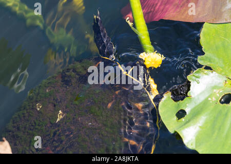 Un selvaggio redbellied cooter turtle mangiare una pianta in Everglades National Park (Florida). Foto Stock