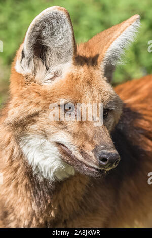 Vista ravvicinata del lupo Maned e del brachyurus Chrysocyon Foto Stock