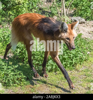 Vista ravvicinata del lupo Maned e del brachyurus Chrysocyon Foto Stock