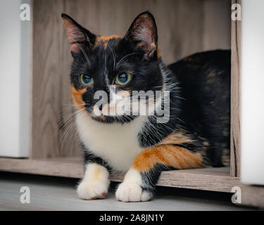 Gatta Calico giacente in un armadio in legno con grandi occhi colorati. Foto Stock