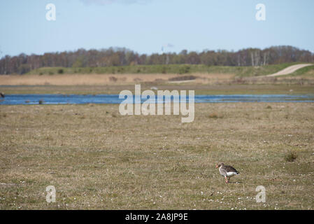 Oca Graylag, Anser anser camminando su un prato verso un lago in Danimarca Foto Stock