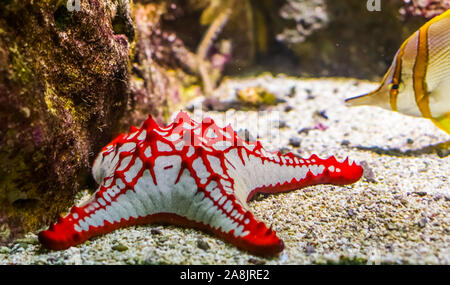 In Africa la manopola rossa stella di mare in primo piano, ornamentali tropicali acquario pet, Starfish specie dall'indo-pacifico Foto Stock